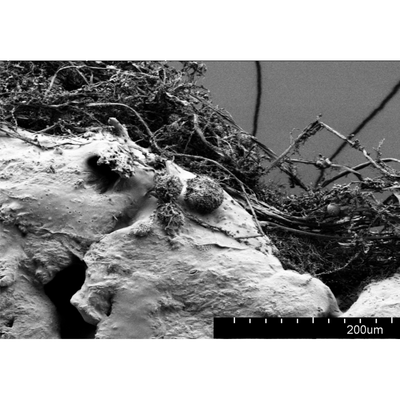 LayFilaments GROWLAY Filament - 1.75mm - 250 grams - Brown