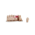 Liqcreate Dental Model Pro Beige
